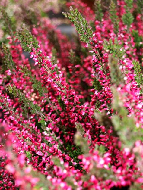 Pink Flowers Are Blooming In The Garden