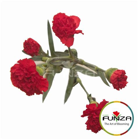 Red Spray Carnation From Flores Funza Variety Arangon Availability