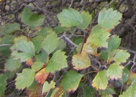 Hawthorn Tree Growing Guide For Edible Hawthorn Berries