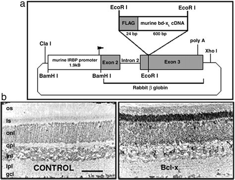 Bcl Xl Overexpression Blocks Bax Mediated Mitochondrial Contact Site