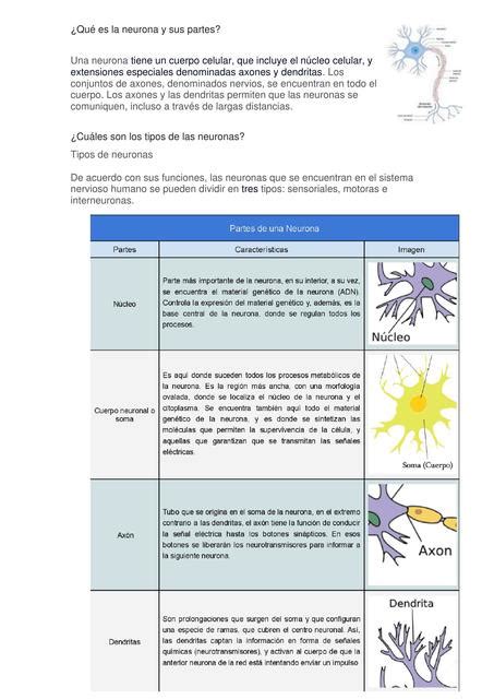 Qué es la neurona y sus partes Gianella D V C uDocz