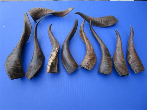 10 Buffed Indian Goat Horns 9 To 16 Inches With A Light Shine