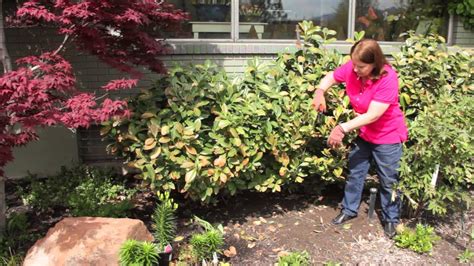 How To Prune Bushes After Cold Weather Grow Guru YouTube