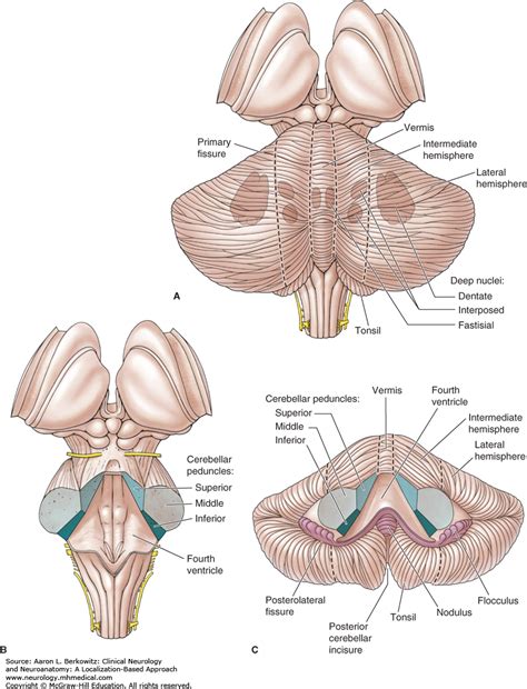 Cerebellar Anatomy Anatomical Charts Posters