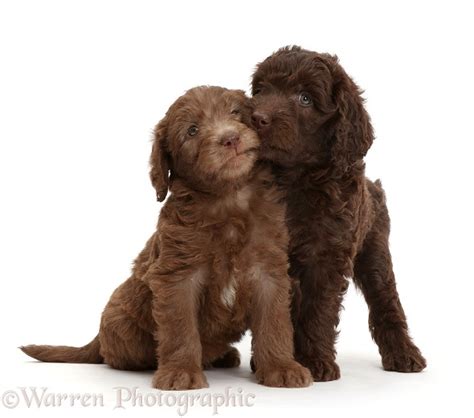 Dogs: Chocolate Labradoodle puppies photo WP44829