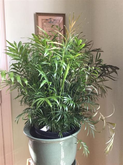 Why An Indoor Palm Tree Turns Brown