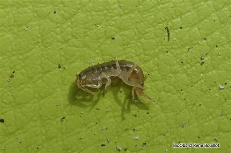 Puce De Sable Orchestia Gammarellus BioObs