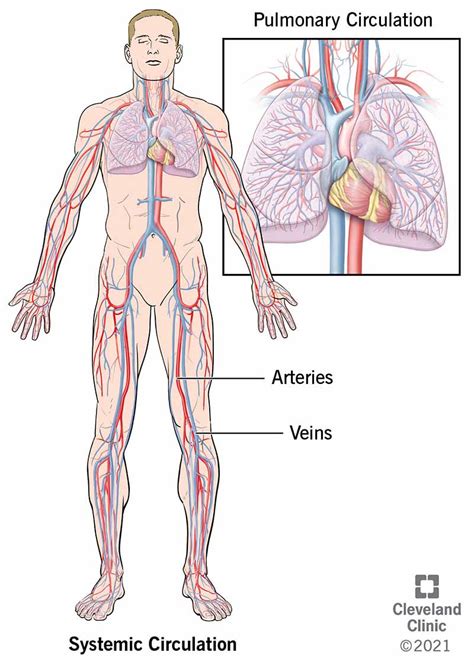 Circulatory System Anatomy And Function