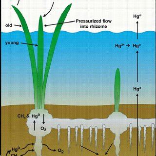 Conceptual Diagram Of The Mechanism Of Mercury Emissions From A Wetland