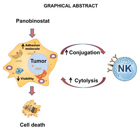 Frontiers Synergistic Tumor Cytolysis By Nk Cells In Combination With