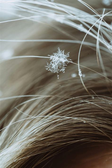 Close-Up Shot of Snowflakes · Free Stock Photo