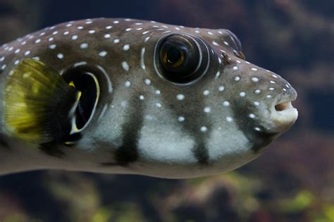 20000 Free Puffer Fish And Fish Photos Pixabay