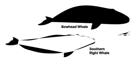 Bowhead Whale (Balaena mysticetus) Dimensions & Drawings | Dimensions.com