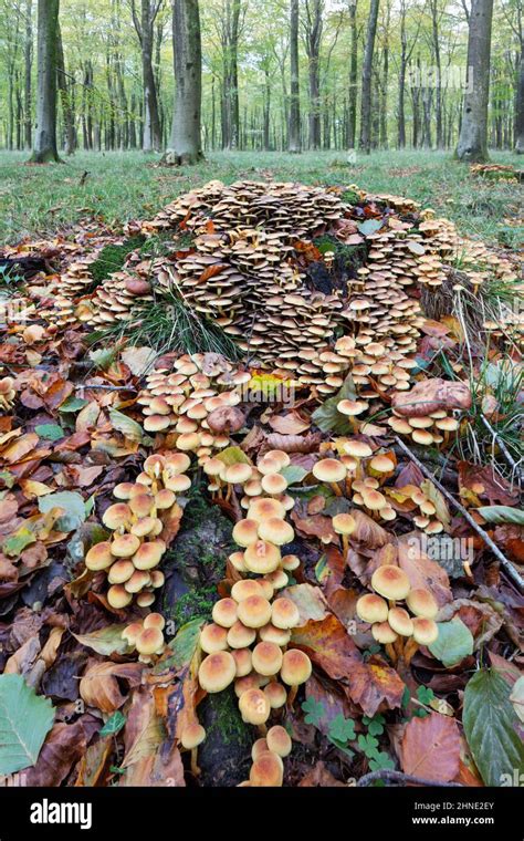 British Woodland Fungi Hi Res Stock Photography And Images Alamy