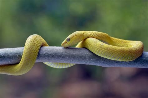 The White Lipped Tree Viper Is A Venomous Pit Viper Species Endemic To