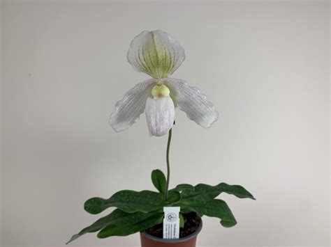 Paphiopedilum Pinocchio X Niveum 1 Stiel Orchideen Wichmann