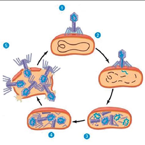 Esquema General Del Ciclo Lítico De Un Fago 1 Adsorción A La Download Scientific Diagram