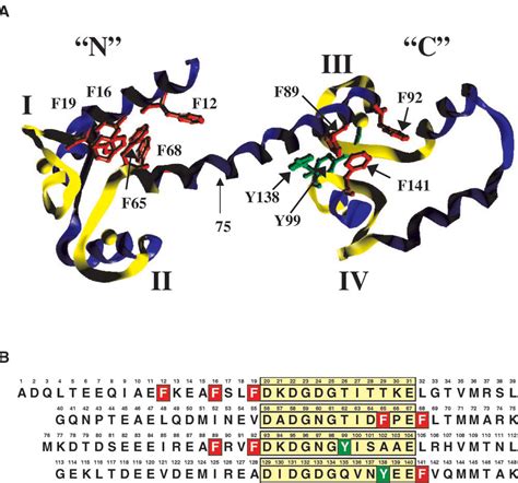 Calcium Binding To Calmodulin Mutants Monitored By Domain Specific