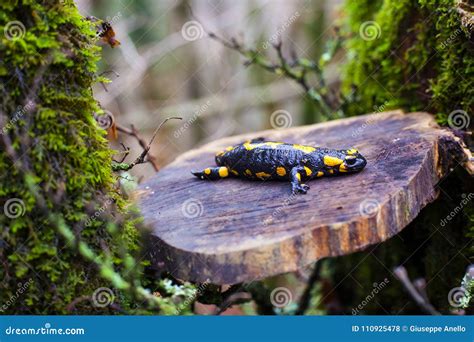 The fire salamander stock photo. Image of species, wildlife - 110925478