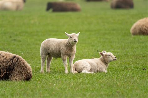 Best Sheep Breeds For Wool Fine Clothing Socks And Sweaters