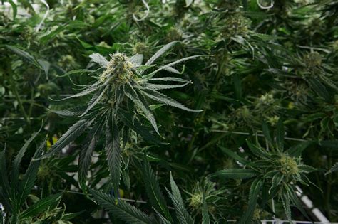 When To Harvest Cannabis: Tips And Tricks For Timing It Right | Weedmaps