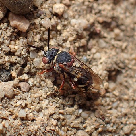 Epeolus Cruciger Female HednesfordHills Staffordshire 2 Flickr