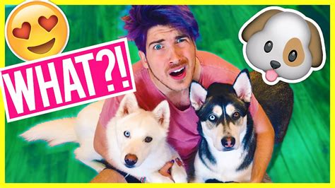 Joey Graceffa On Twitter 🐾🐶 Getting Another Dog 🐶🐾