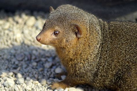 Mongooses Enjoy Lifelong Benefits Of Silver Spoon Effect