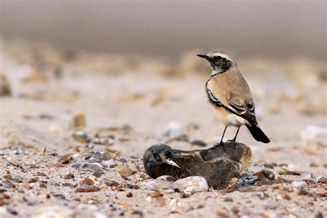 Penny S Hot Birding And Life Storm Petrel In Scalloway Harbour
