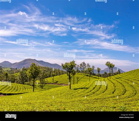 Horizontal Aerial View Across The Tea Plantations At Eravikulam National Park In Munnar India