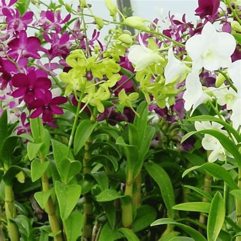 Buy Dendrobium Orchid Plants Online Vermi Organics