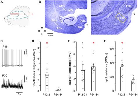 Frontiers Characterization Of Auditory Synaptic Inputs To Gerbil