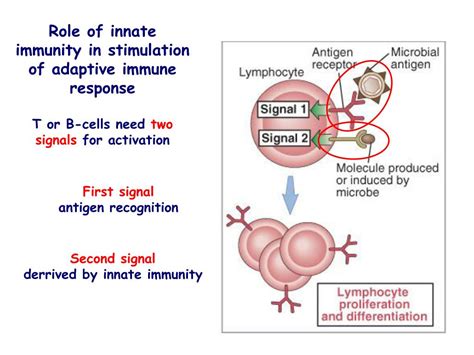 Ppt Innate Immunity Powerpoint Presentation Free Download Id 4501966