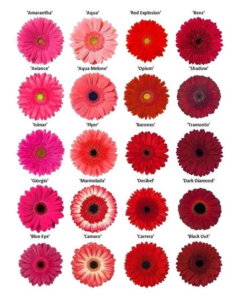 Pin By Kirsten M On Gerberas Types Of Flowers List Of Flowers