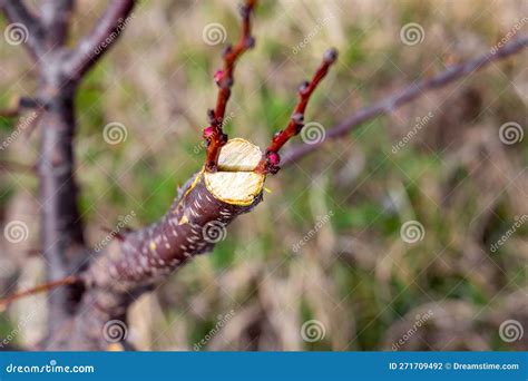 Het Enten Van Een Fruitboom Volgens De Gesplitste Methode Een Dikke