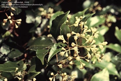 Plantfiles Pictures Syzygium Species Narrow Leaved Lilly Pilly