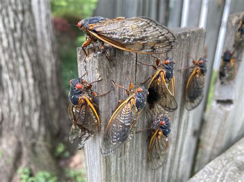 Shooting Streams Of Pee Cicadas Will Do Weird Things During The