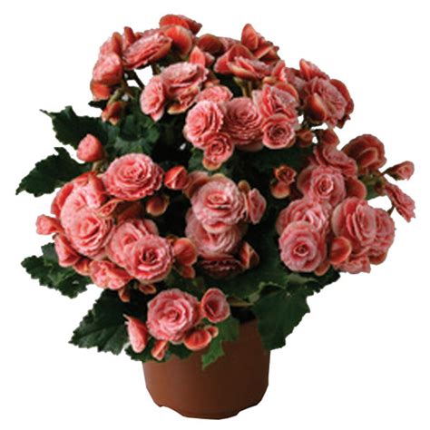 Rieger Begonia Outdoors