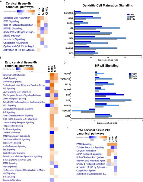 Frontiers Complement Opsonized Hiv Modulates Pathways Involved In