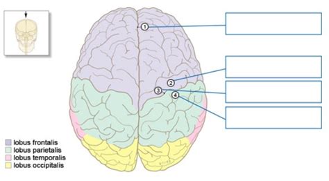 Diagram Zenuwstelsel Grote Hersenen Bovenaanzicht Quizlet