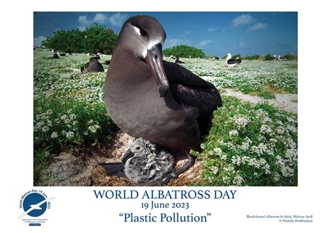 Agreement On The Conservation Of Albatrosses And Petrels Six More