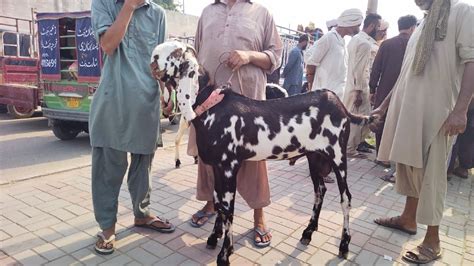 Wednesday Update Lahore Bakra Mandi Shahpur Kanjra Desi Mundre Chatre