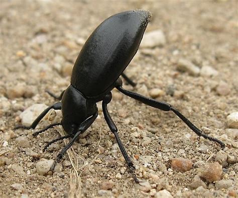 Darkling Beetle Eleodes Dentipes BugGuide Net