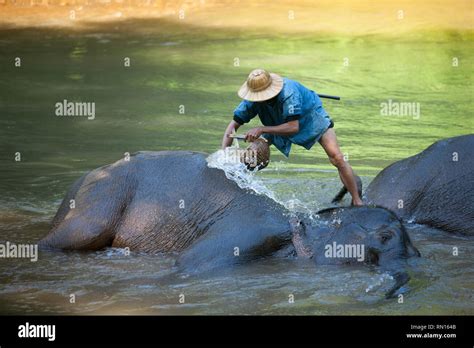 Elephant bathing, Chiang Dao Elephant Camp, Thailand Stock Photo - Alamy