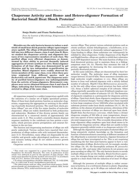 Pdf Chaperone Activity And Homo And Hetero Oligomer Formation Of