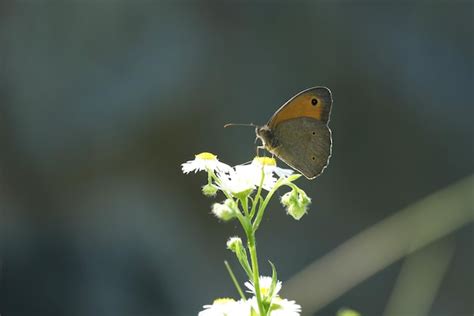 Premium Photo | Butterfly on white flowers in the garden