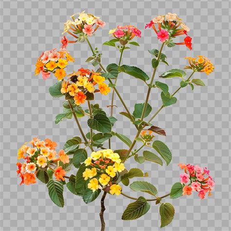 Premium Psd Lantana Camara With Mounding Form And Have Multi Colored