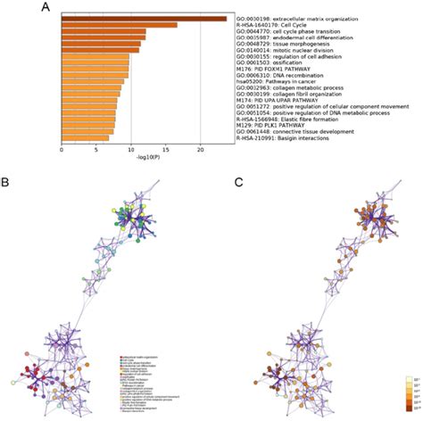 Functional Enrichment Analysis Of Up Regulated Degs Performed By