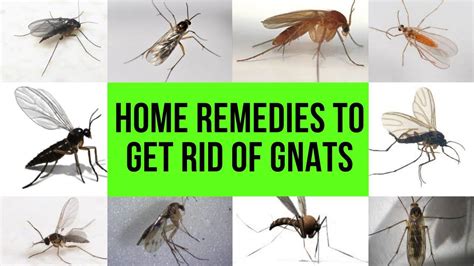 Home remedies to get rid of GNATS | Simple solutions to avoid GNATS ...