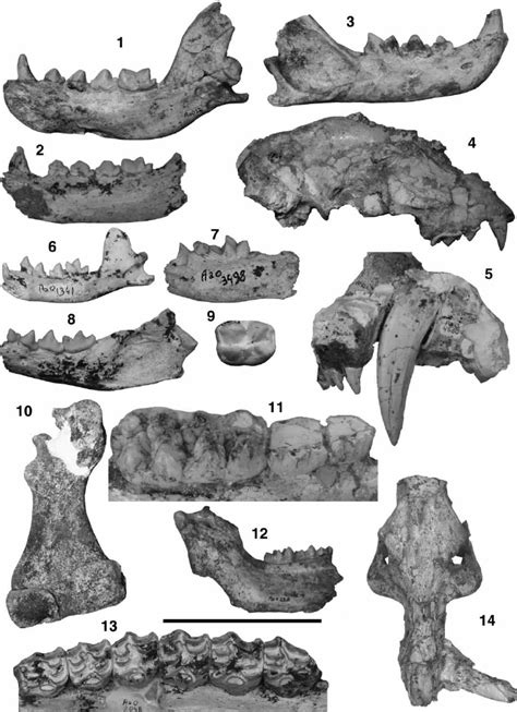 Fossils from Ahl al Oughlam. (a) C. dbaa , holotype right lower jaw,... | Download Scientific ...